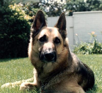 Nik was a lovable gentle dog