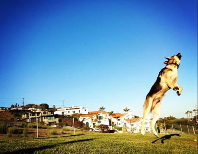 look at that German Shepherd jumping