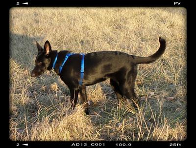 Jet is a handsome puppy