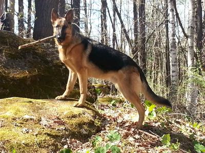 hiking in the woods 