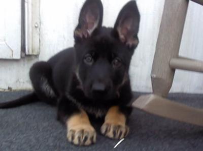 11 week old german shepherd