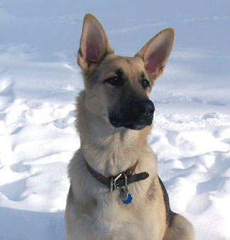 Koko in the snow