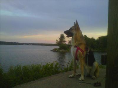 Kaia, the German Shepherd