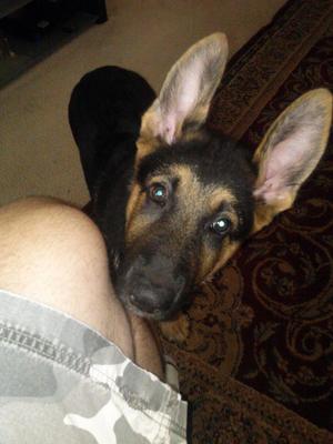 Teddy - look at those ears!