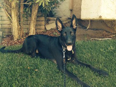 What a handsome Black German Shepherd