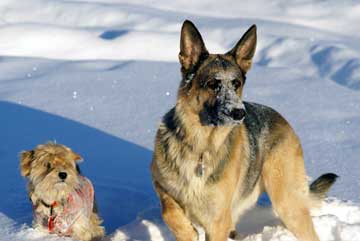 Snow buddies