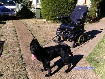 Black German Shepherd Bonny