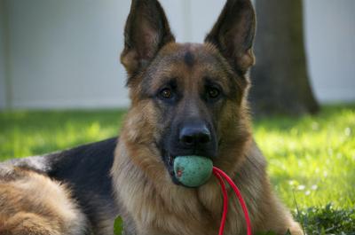 Achilles the German Shepherd just hanging out