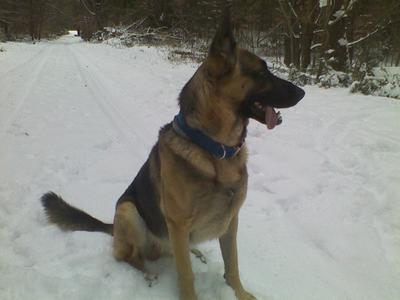 My German Shepherd Dog, Kane