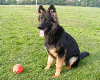 another itchy German Shepherd