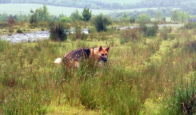 GSD Lacey in the field