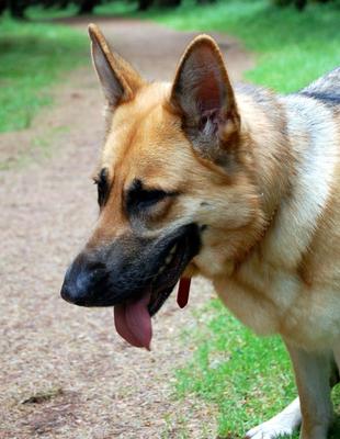 German Shepherd Lacey