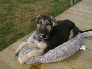 My German Shepherd Puppy Chases His Tail