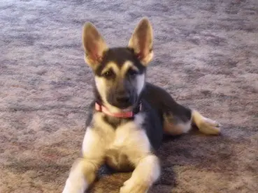 My German Shepherd Puppy, Sam