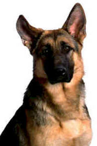 German Shepherd head