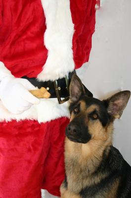 GSD Captain with Santa