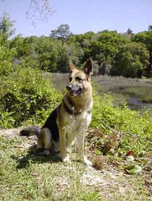 do german shepherds hunt