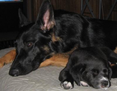 Max watching as Tracker naps.