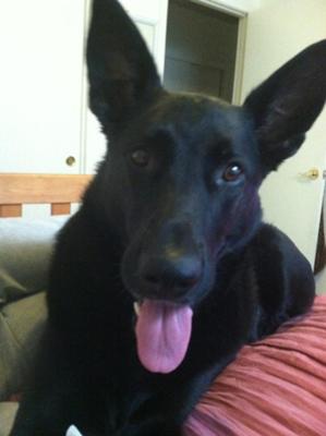 black German Shepherd Roxi