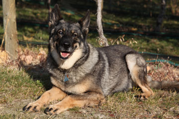 sable alsatian