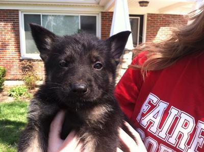  Neo the German Shepherd Puppy at 6 wks