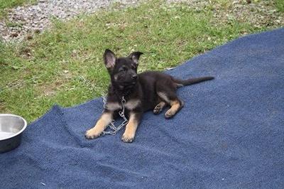 8 wks old German Shepherd Puppy Neo