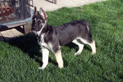 Sargent at almost 4 months old