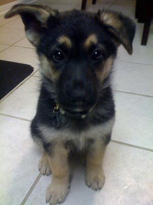 Gettin' those ears...