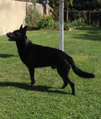 Our Black German Shepherd Caesar!