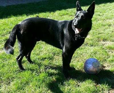 Our Black GSD, Sonny