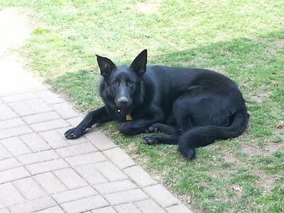 Sonny the Black German Shepherd