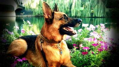 German Shepherd Nikos just enjoying the day