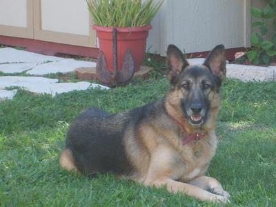 Annabelle the German Shepherd Dog