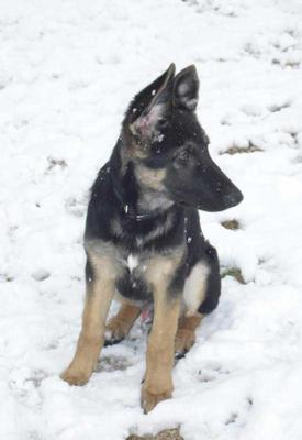 Our German Shepherd Puppies First Snow
