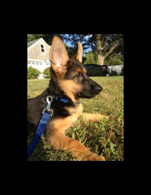 German Shepherd Puppy Dolce at 10 weeks