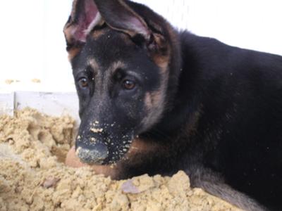 Playin' in the sandbox