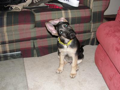 Our GSD puppy Mercedes