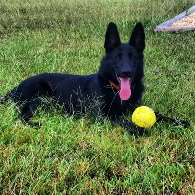 Sadie Bear with her softball  :)