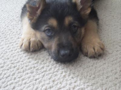 Day 1, German Shepherd Puppy, Baron