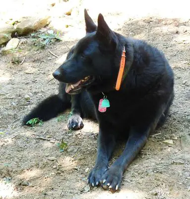 Ranger keeping eye while I garden
