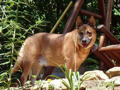 Cedar keeping eye while I garden