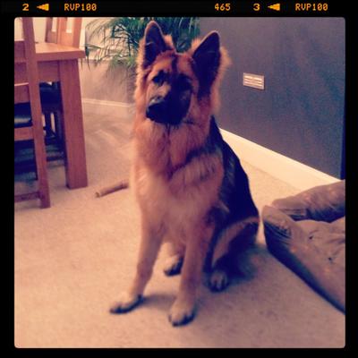 German Shepherd Pedro at 8 months