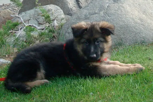 The Costs Of Buying And Raising A German Shepherd Puppy