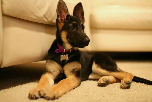 german shepherd price of puppy