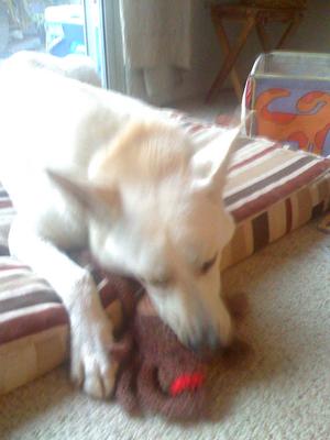 White GSD Summit with his toy