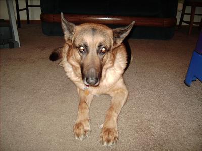 Wasn't Remington handsome?  He is about 9 years old in this photo.