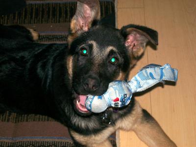 Ruby loves her squeaky toy!