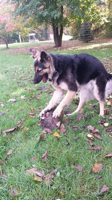 Ruger working hard on that stump