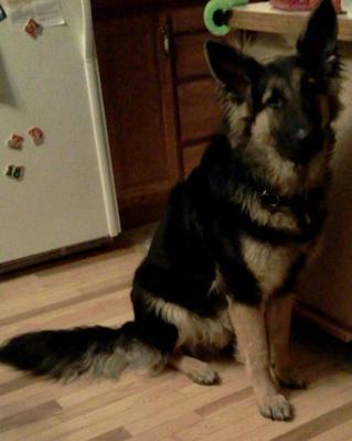 Ruger next to the counter, at the cookie jar