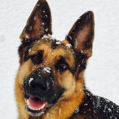 Total German Shepherd Blog